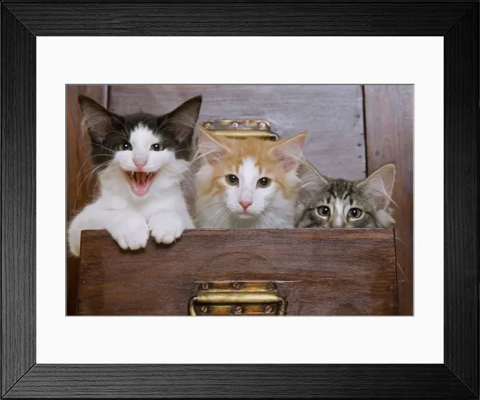 Framed Print : Cat - Norwegian Forest kittens peaking out from chest of drawers Framed Print : Cat - Norwegian Forest kittens peaking out from chest of drawers
