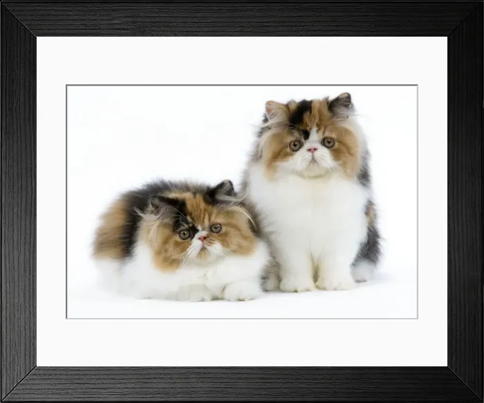 Framed Print : Cat - Tortoiseshell and White Persian kittens Framed Print : Cat - Tortoiseshell and White Persian kittens
