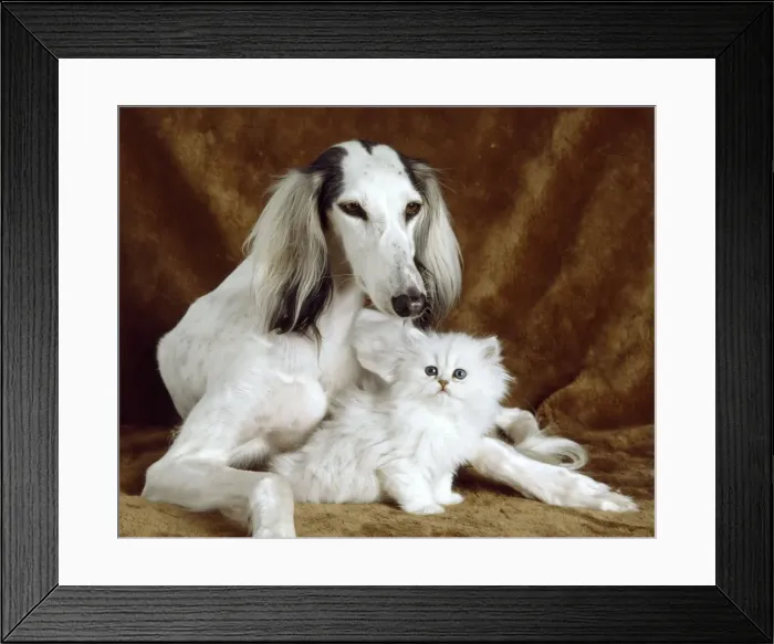 Framed Print : White Dog and Cat Framed Print : White Dog and Cat