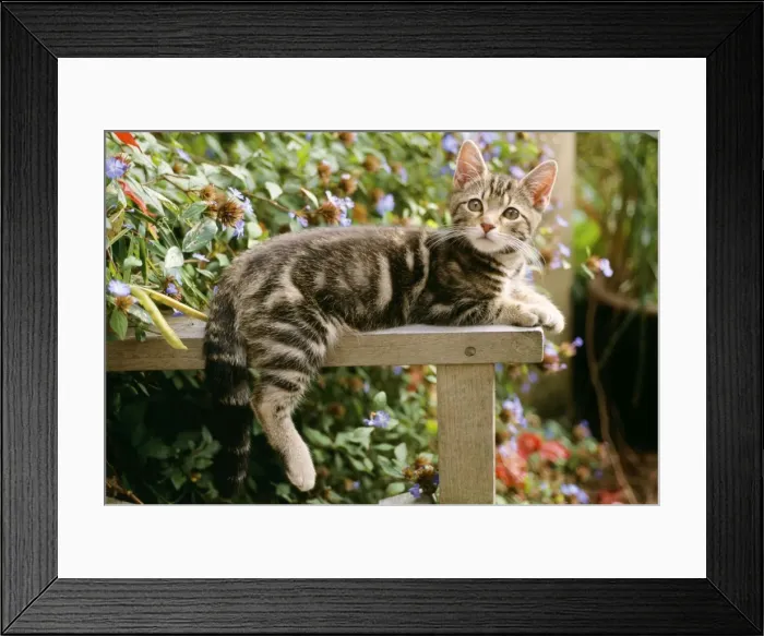 Framed Print : Cat - tabby kitten on table, with hind leg and tail over-hanging Framed Print : Cat - tabby kitten on table, with hind leg and tail over-hanging