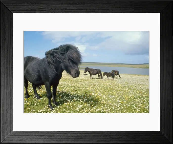 Framed Print : Shetland Ponies