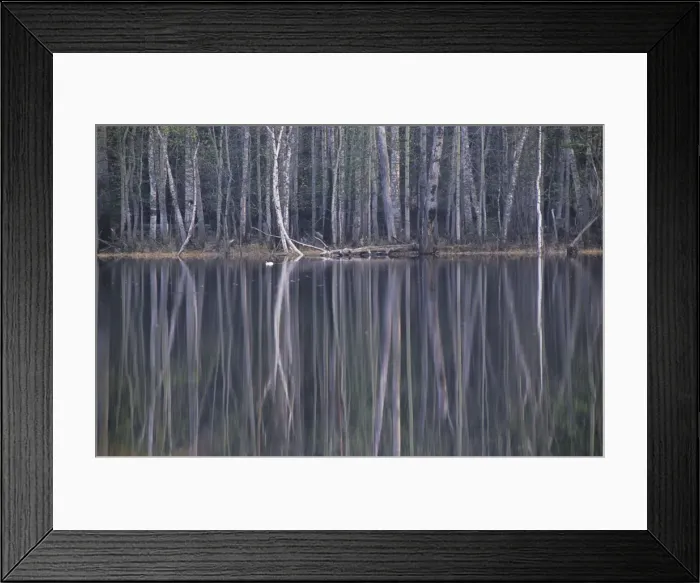 Framed Print : Reflections in a small lake in taiga-forest at dusk, Golden-eye male duck swims resting on water; near river Bolshoi Ugan, near Ugut settlement; Uganskii Nat. reserve, Siberia, Russia; spring Ug37. 0972 Framed Print : Reflections in a small lake in taiga-forest at dusk, Golden-eye male duck swims resting on water; near river Bolshoi Ugan, near Ugut settlement; Uganskii Nat. reserve, Siberia, Russia; spring Ug37. 0972