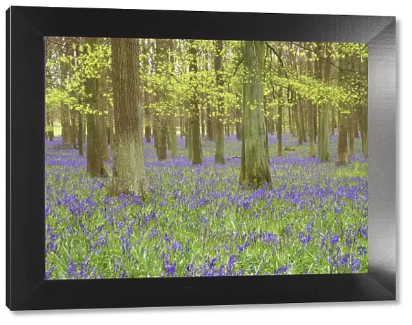 Bluebells - in Beech Woodland, Dockey Wood, Herts, UK PL000168