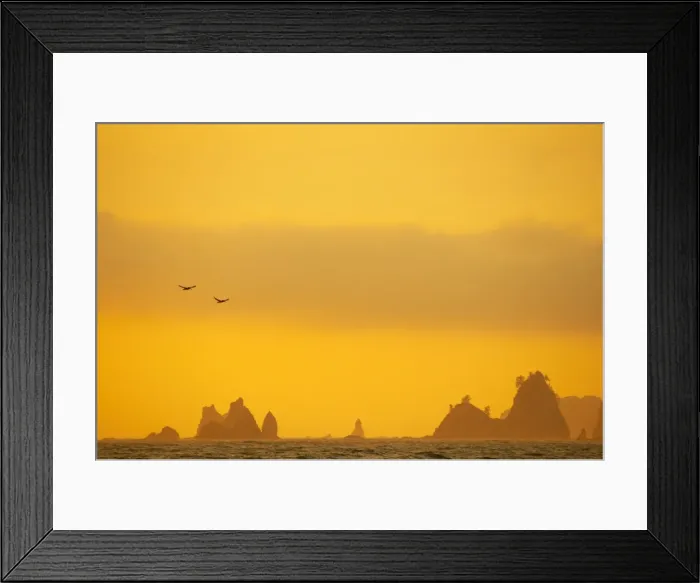 Framed Print : Brown pelicans and Sea Stacks, Rialto Beach Olympic National Park, Washington State, USA LA001541