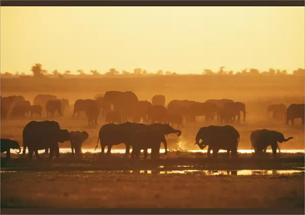 African Elephant - Herd at water