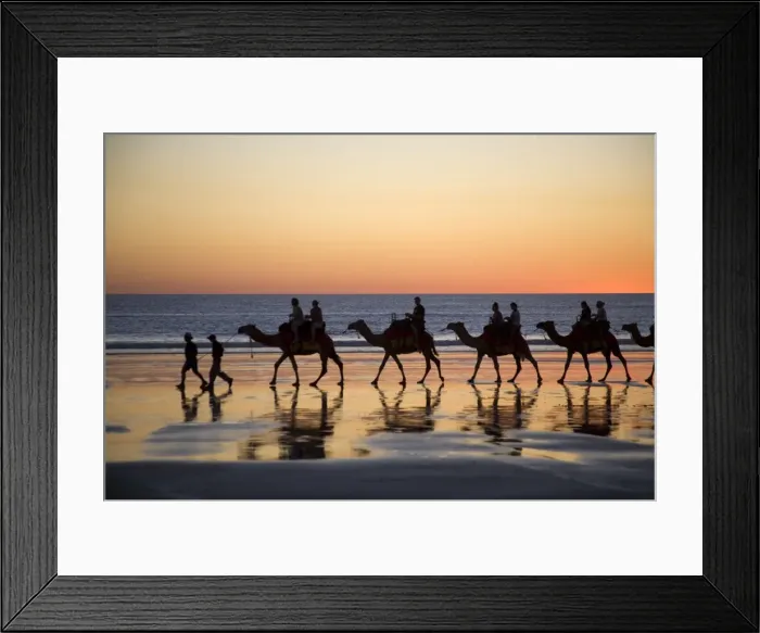 Framed Print : Camels taking tourists for a ride at Cable Beach Broome at sunset. Western Australia Framed Print : Camels taking tourists for a ride at Cable Beach Broome at sunset. Western Australia