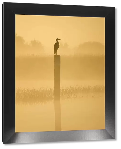 Grey Heron - on post in misty dawn Hickling Broad Norfolk UK