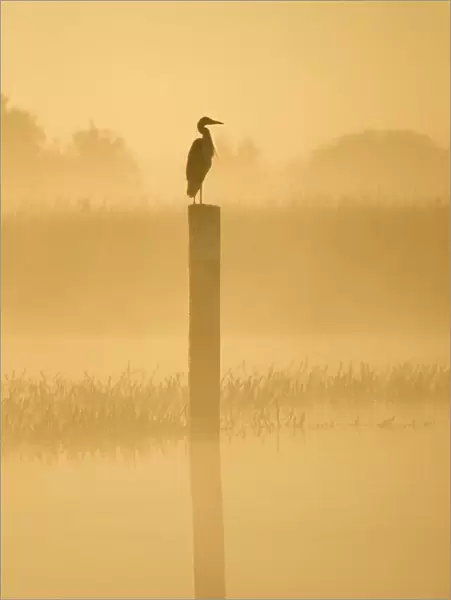 Grey Heron - on post in misty dawn Hickling Broad Norfolk UK