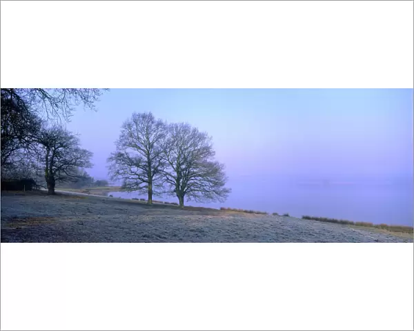 Beech Trees - At lakeside on frosty winter morning Rutland Water UK