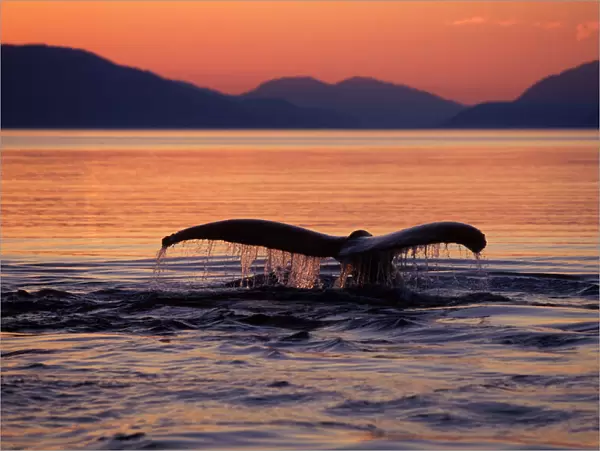 Humpback whale - at sunset Southeast Alaska