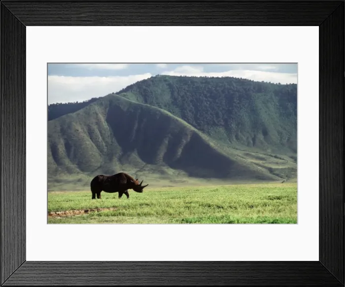 Framed Print : Black / Hooked-lipped Rhinoceros Framed Print : Black / Hooked-lipped Rhinoceros