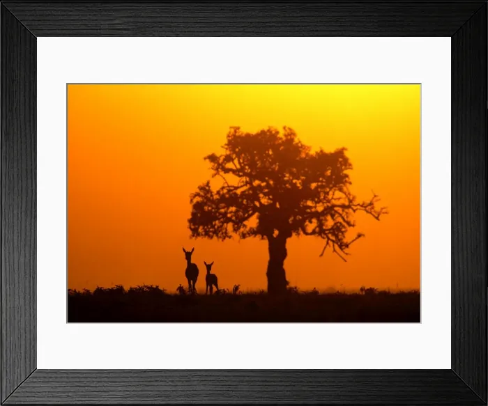 Framed Print : Thomson's Gazelle - Silhouette against orange sky Maasai Mara, Kenya, Africa Framed Print : Thomson's Gazelle - Silhouette against orange sky Maasai Mara, Kenya, Africa
