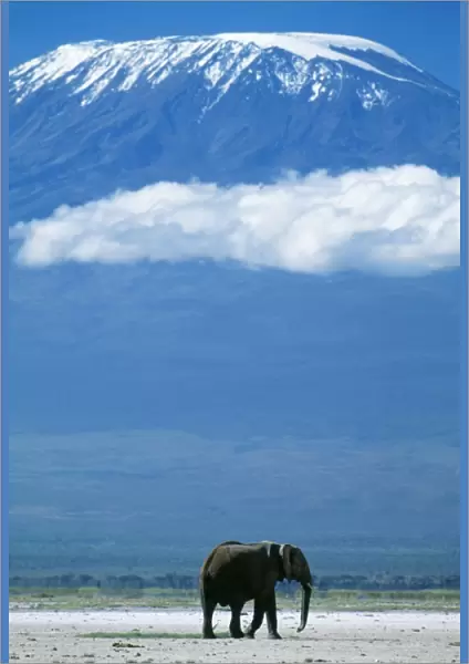 AFRICAN ELEPHANT - old bull, with Mt. Kilimanjaro in distance