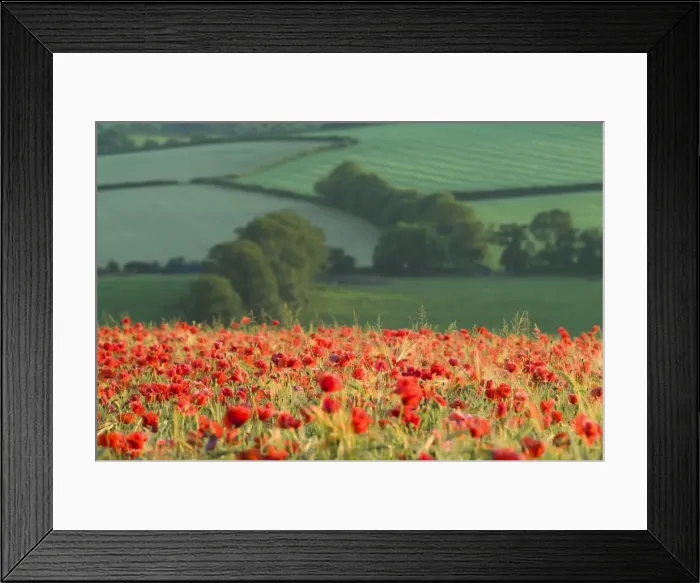 Framed Print : Dense Poppies in cereal crop, Devon, agricultural landscape beyond, UK
