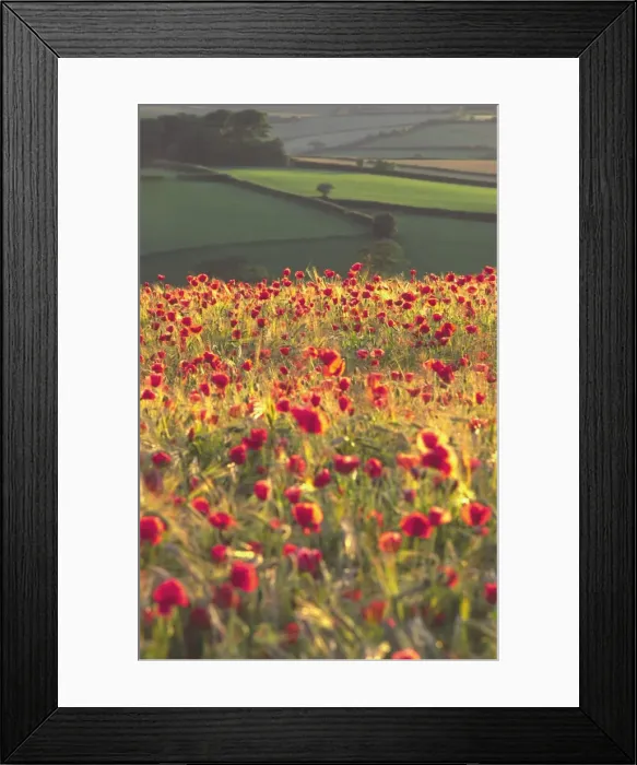 Framed Print : Rolling English landscape of fields and woodland with foreground rich crop of poppies amid ripening barley sidelit vivid red, UK Framed Print : Rolling English landscape of fields and woodland with foreground rich crop of poppies amid ripening barley sidelit vivid red, UK