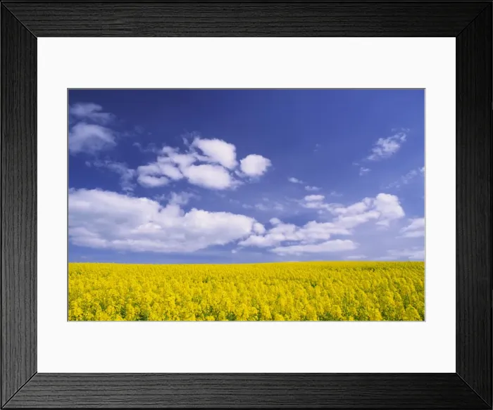 Framed Print : Field of yellow oilseed rape flowers beneath bright blue summer sky with fluffy white clouds Framed Print : Field of yellow oilseed rape flowers beneath bright blue summer sky with fluffy white clouds