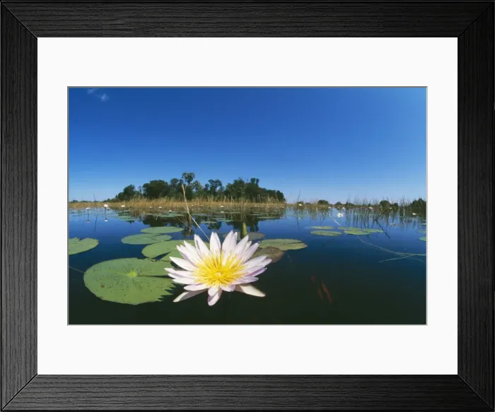 Framed Print : DAY WATERLILY - in lake, in foreground Framed Print : DAY WATERLILY - in lake, in foreground