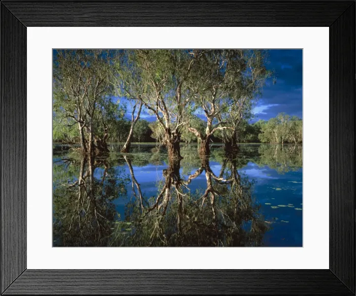 Framed Print : Australia Weeping paperbark (Melaleuca leucadendra). Billabong Yellow Water Paperbark forest Kakadu National Park Northern Territory Framed Print : Australia Weeping paperbark (Melaleuca leucadendra). Billabong Yellow Water Paperbark forest Kakadu National Park Northern Territory