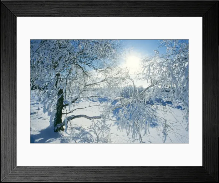 Framed Print : SNOW - on Tree Framed Print : SNOW - on Tree