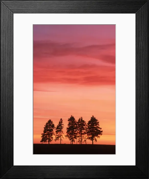 Framed Print : Sunset with spruce-firs on horizon France Framed Print : Sunset with spruce-firs on horizon France