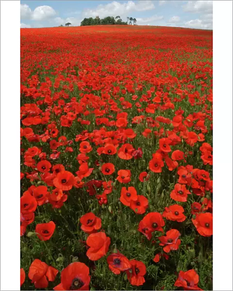 Red Poppies in April Faringdon Oxon UK