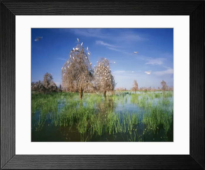 Framed Print : Cattle EGRETS - nesting in drowned Acacia trees