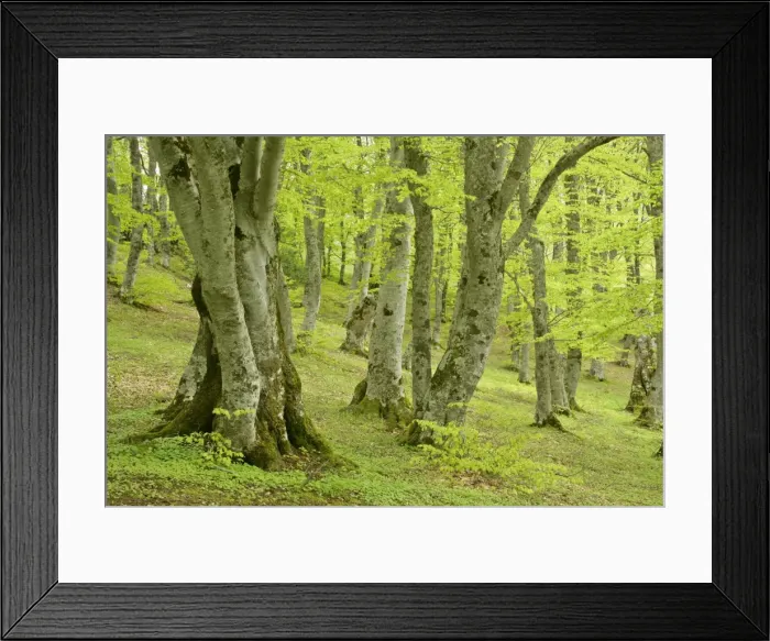 Framed Print : Beech forest ancient specimen in Bosco di Sant Antonio Majella National Park, Abruzzian Mountains, Italy Framed Print : Beech forest ancient specimen in Bosco di Sant Antonio Majella National Park, Abruzzian Mountains, Italy