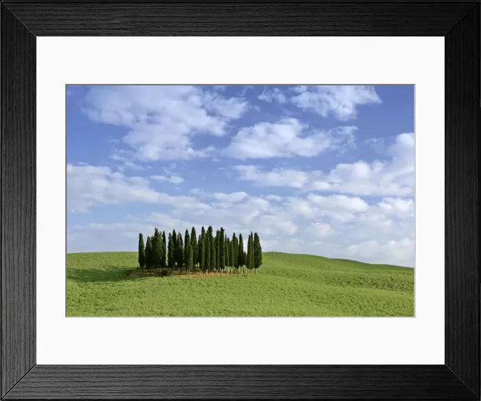 Framed Print : Cypress grove situated on hill Val d Orcia, Tuscany, Italy Framed Print : Cypress grove situated on hill Val d Orcia, Tuscany, Italy
