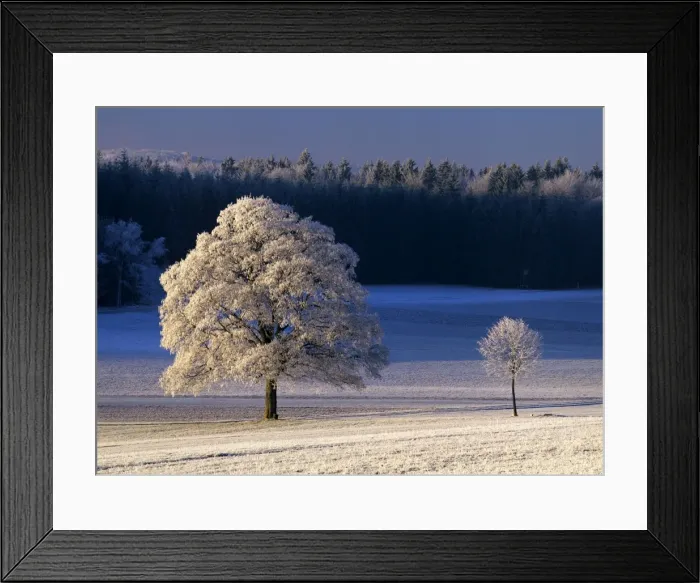 Framed Print : Frosty landscape frost covered trees and pasture in early morning light Baden-Wuerttemberg, Germany Framed Print : Frosty landscape frost covered trees and pasture in early morning light Baden-Wuerttemberg, Germany