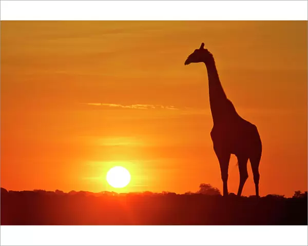 Giraffe single individual in backlight with setting sun Etosha National Park, Nambia, Africa