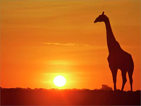 Giraffe single individual in backlight with setting sun Etosha National Park, Nambia, Africa