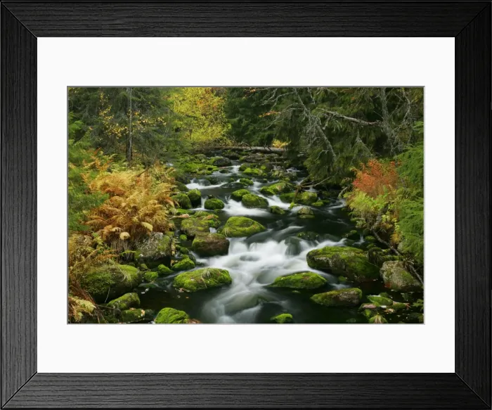 Framed Print : Primeval forest with brook in autumn Fulufjaellet National Park, Dalarna region, Sweden Framed Print : Primeval forest with brook in autumn Fulufjaellet National Park, Dalarna region, Sweden