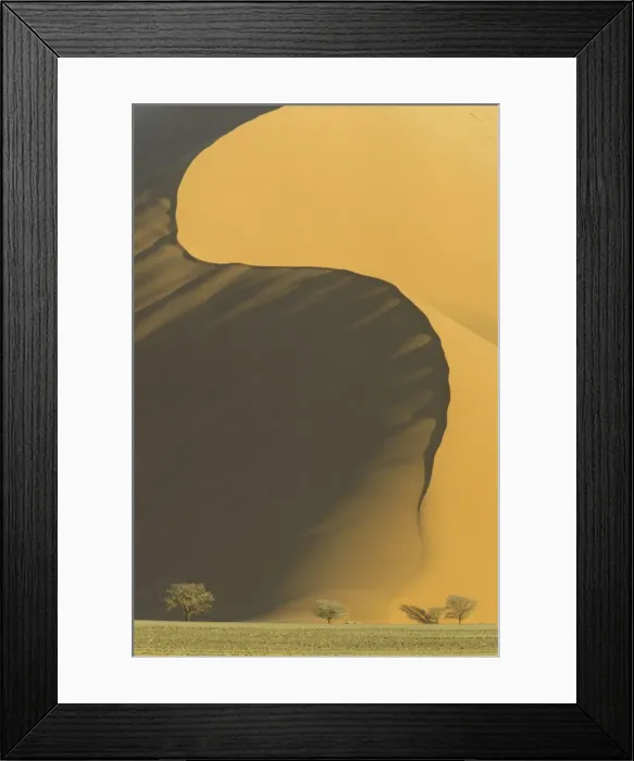Framed Print : Namibia - Camelthorn trees (Acacia erioloba) and sand dune in the Namib Desert. Namib-Naukluft Park, Namibia Framed Print : Namibia - Camelthorn trees (Acacia erioloba) and sand dune in the Namib Desert. Namib-Naukluft Park, Namibia