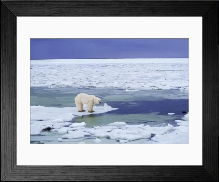 Framed Print : Polar Bear Hudson Bay, Manitoba, Canada, November. MA680 Framed Print : Polar Bear Hudson Bay, Manitoba, Canada, November. MA680