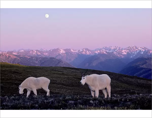 Mountain Goats - grazing in alpine meadow. Olympic National Park, Washington, USA. MG305