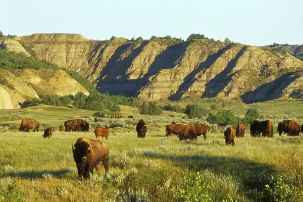 American Bison - herd in the north unit of Theodore Roosevelt National Park, North Dakota, USA. MB378