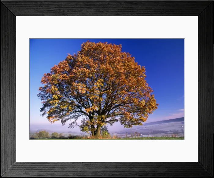 Framed Print : Turkey Oak Tree - autumn colour Framed Print : Turkey Oak Tree - autumn colour