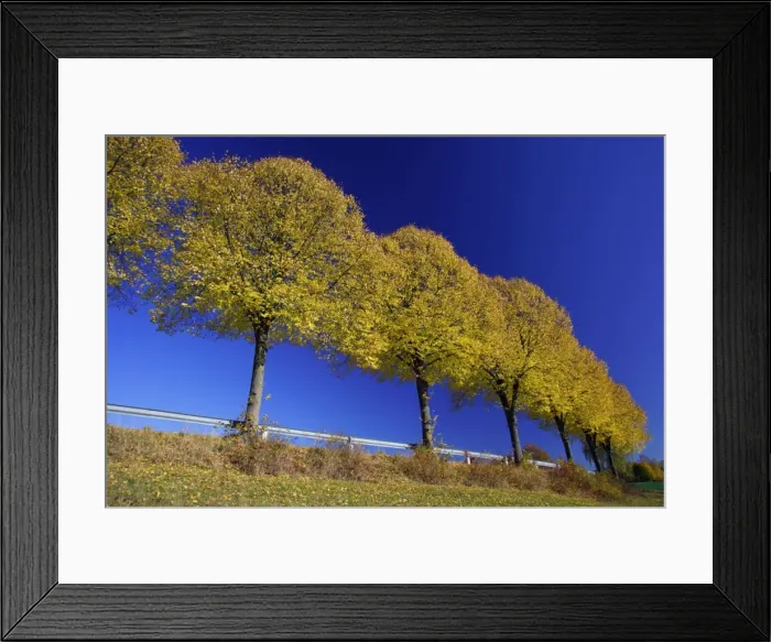 Framed Print : Common Lime Trees - On roadside, in autumn colour Lower Saxony, Germany Framed Print : Common Lime Trees - On roadside, in autumn colour Lower Saxony, Germany