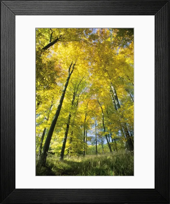 Framed Print : Beech Forest - in autumn colour Lower Saxony, Germany Framed Print : Beech Forest - in autumn colour Lower Saxony, Germany
