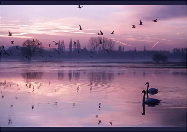 MUTE SWANS - on lake at sunset