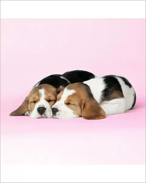 Beagle Dog - Puppies