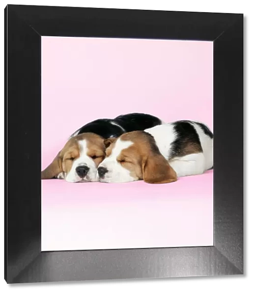 Beagle Dog - Puppies