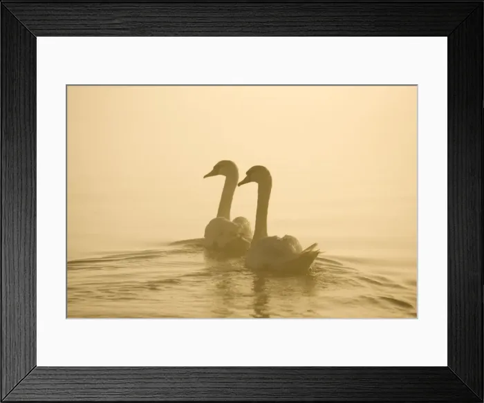 Framed Print : Mute Swans Pair swimming in pre-dawn mist Hickling Broad Norfolk UK