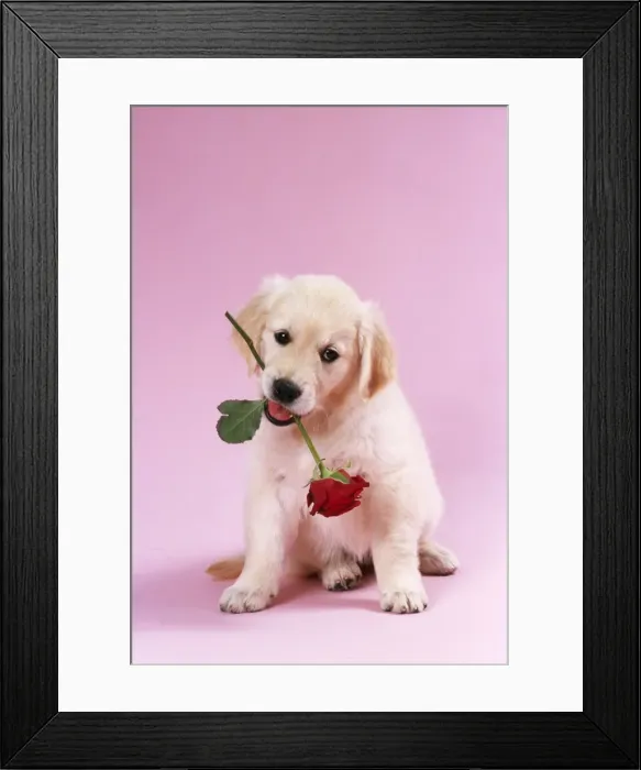 Framed Print : Golden Retriever Dog Puppy with rose in its mouth Framed Print : Golden Retriever Dog Puppy with rose in its mouth
