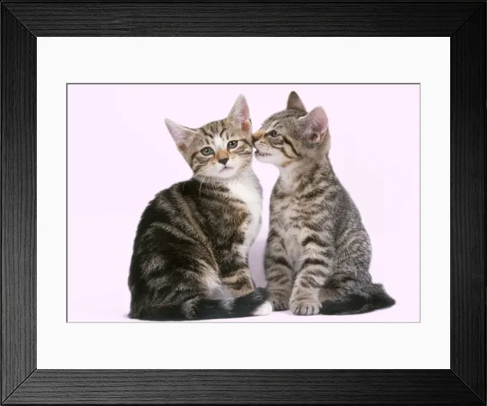 Framed Print : Tabby Cat - x2 one whispering to the other Framed Print : Tabby Cat - x2 one whispering to the other