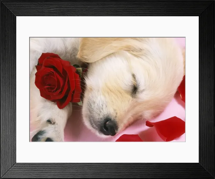 Framed Print : Goden Retriever Dog - puppy asleep with rose & petals Framed Print : Goden Retriever Dog - puppy asleep with rose & petals
