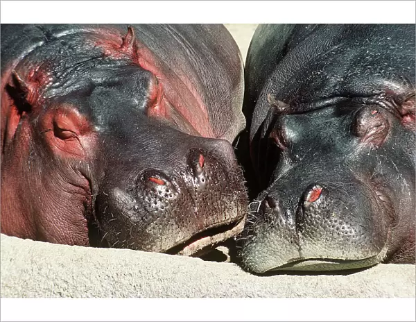 Hippopotamus Two sleeping together