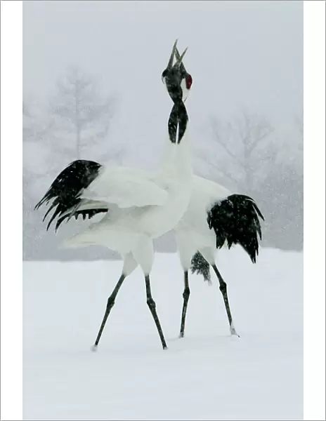 Red-crowned Crane - pair displaying, necks intertwined. In snow Hokkaido, Japan
