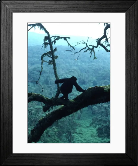 Framed Print : MOUNTAIN GORILLA Framed Print : MOUNTAIN GORILLA