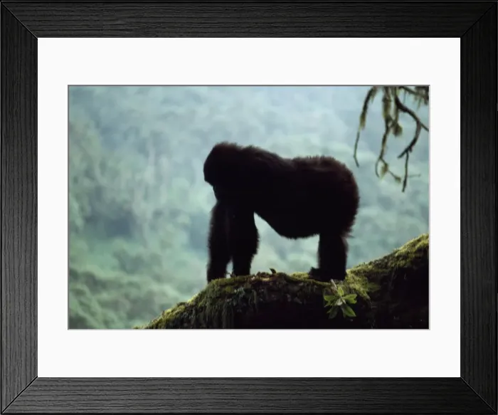 Framed Print : Mountain Gorilla Virunga Volcanoes, Rwanda AW00141 Framed Print : Mountain Gorilla Virunga Volcanoes, Rwanda AW00141